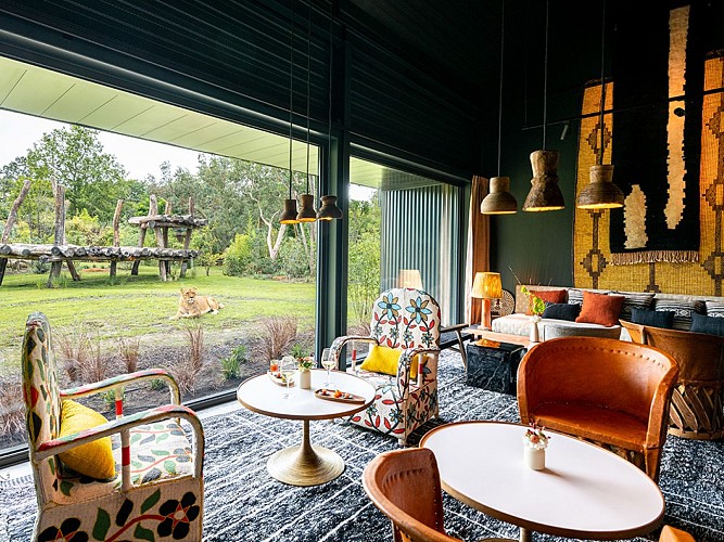 Bar lounge_lionne_Safari suite_Zoo de la Flèche