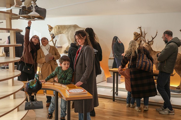 Muséum d'histoire naturelle du Havre - ©Philippe Bréard (1)