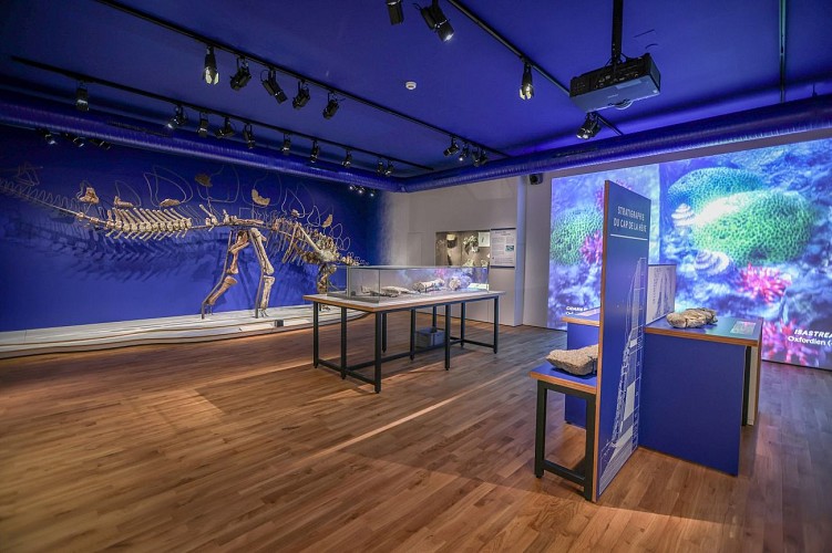 Muséum d'histoire naturelle du Havre - ©Philippe Bréard (4)