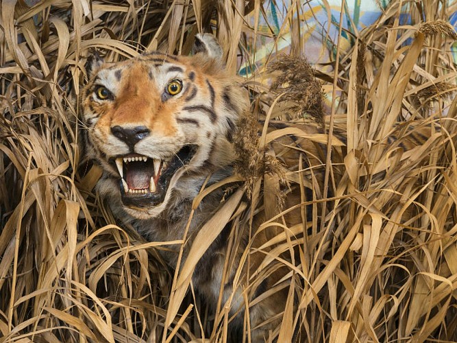 Museum-d-Histoire-Naturelle---Rouen-----Museum-de-Rouen-3 800x600
