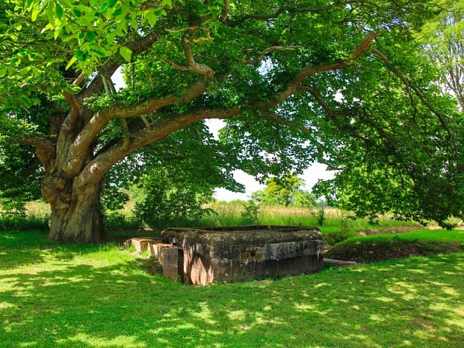 Parc et Jardin du Château de Bosmelet