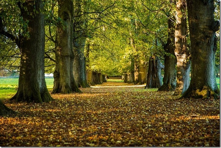 Bosmelet%20Tilleuls%2004[2]