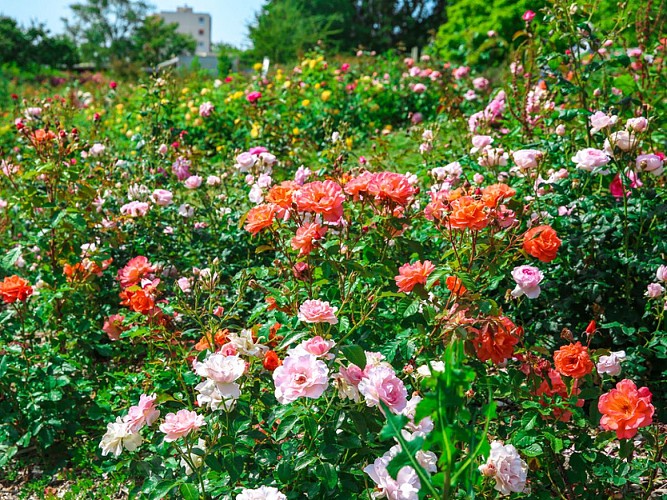 Roseraie-Le-Grand-Quevilly--SMT--M.Harel(1)