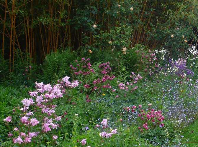 2-ancolies phyllostachys bambusoides holochrysa