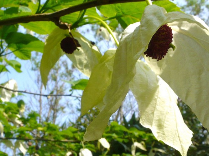Avril - davidia involucrata