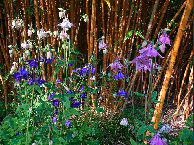 Mai - ancolies gros plan - phyllostachys bambusoides holochrysa