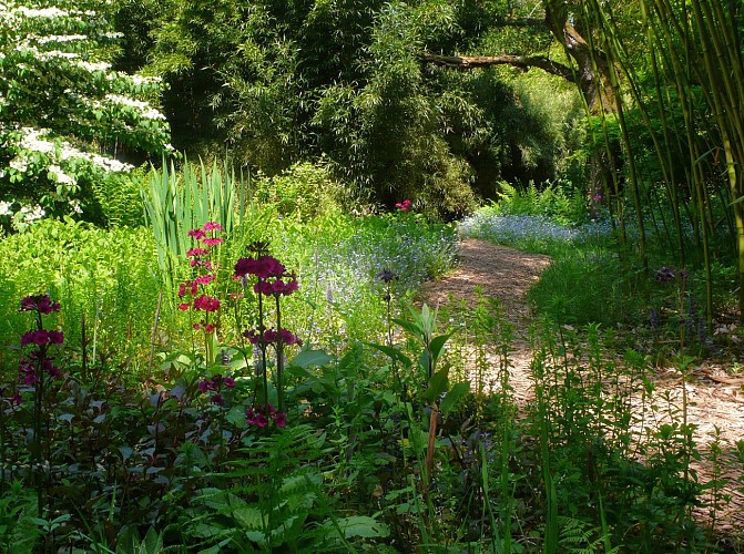Mai - Viburnym plicatum-primula japonica- semiarundinaria viridis