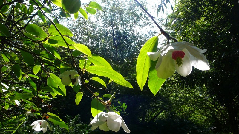 Mai - magnolia-wilsonii