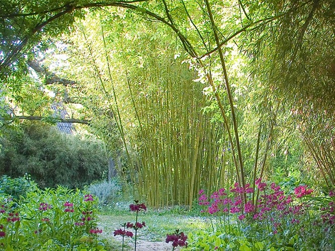 Mai - Arche-primula-japonica-thamnocalamus-scabridus-phyllostachys-decora