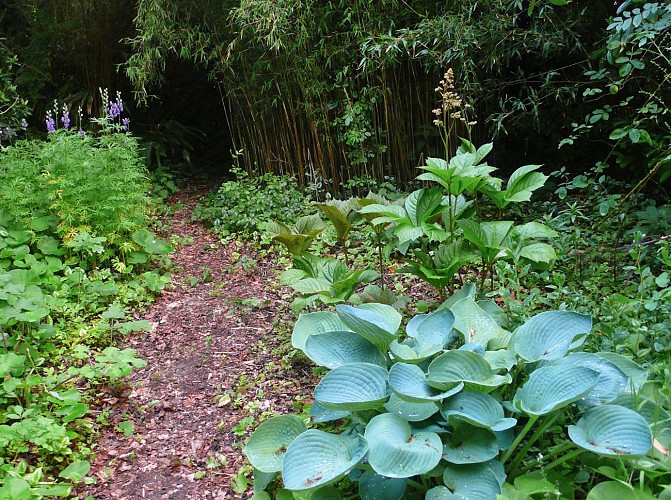 Mai - hosta-aconit-rodgersia-thamnocalamus