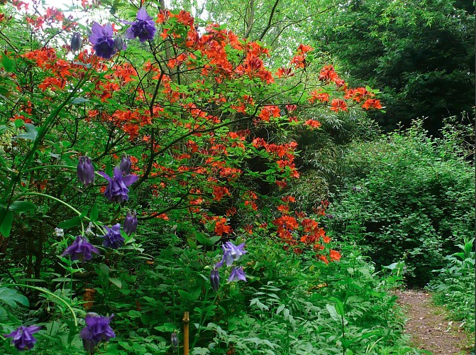 5-azalea+ancolie-recadré-180519