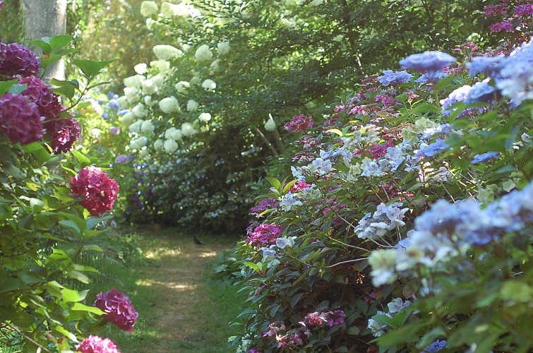 Sous-bois jungle jpeg