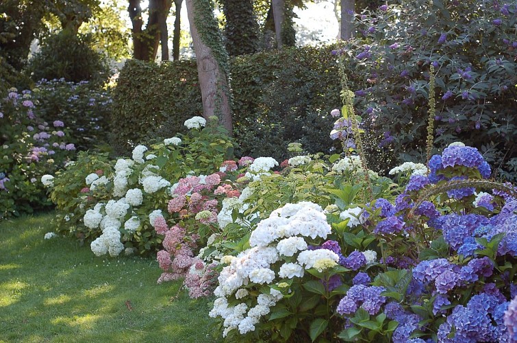 Festival arborescens