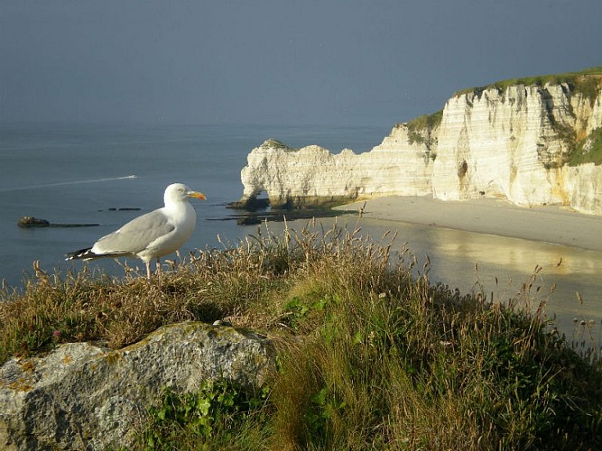 Natterra, Naturführer in Étretat