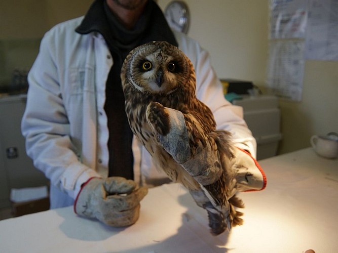 Allouville-Bellefosse-CHENE-CHENE-2020-3