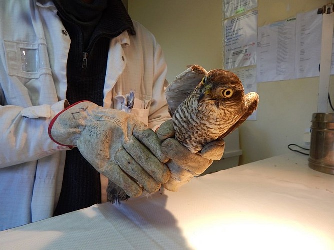 Allouville-Bellefosse-CHENE-CHENE-2020-4