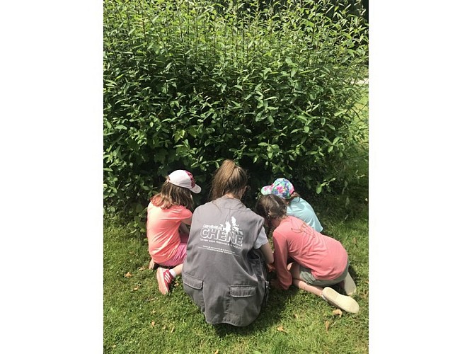 Allouville-Bellefosse_CHENE@CHENE-2020-5