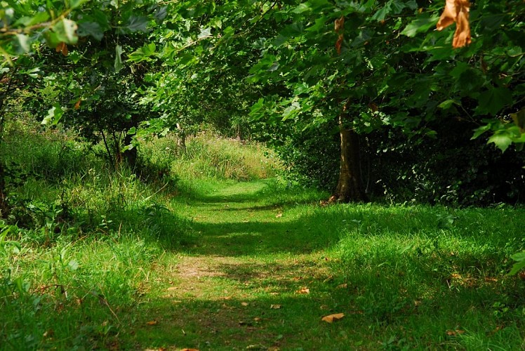 Circuit nature des Basses Eaux - les zones humides