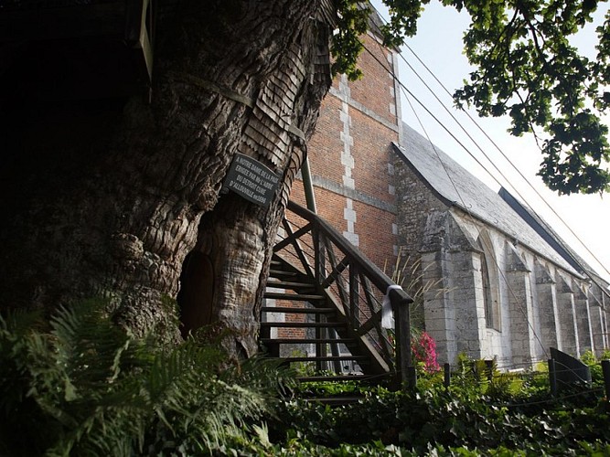 Allouville-Bellefosse_Chêne-millénaire©Darras-2016_2