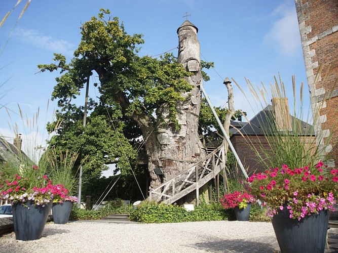 Allouville-Bellefosse-Chene-millenaire-Darras-2015