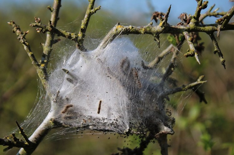 PNA-paluel-site-nature-du-pont-rouge-ccca-2020--6-