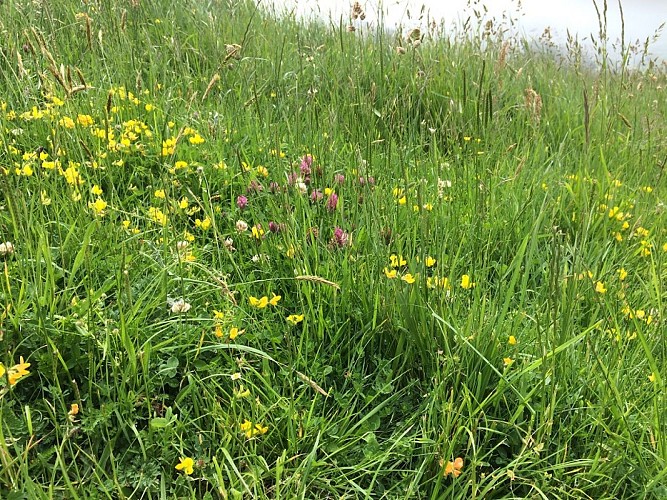 PNA-paluel-site-nature-du-pont-rouge-ccca-2020--5-