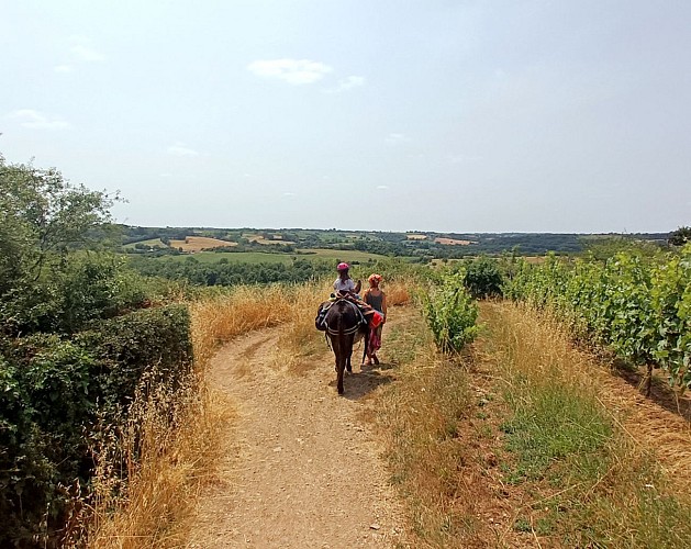 DES ÂNES & DES AILES