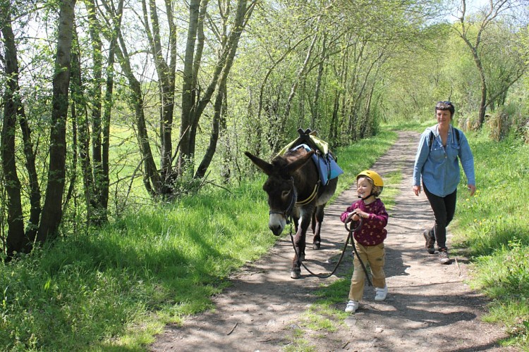 DES ÂNES & DES AILES