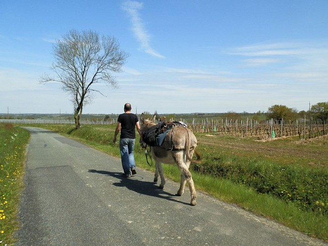 DES ÂNES & DES AILES