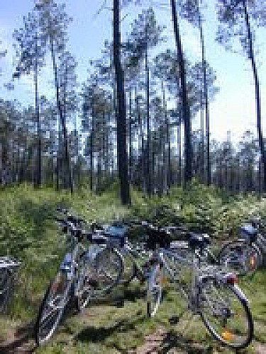 Vélos posés en forêt