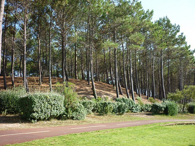 abatilles-dune-et-arbustes