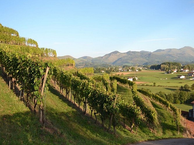 Domaine Bordaxuria - vignes en terrasses - Ispoure
