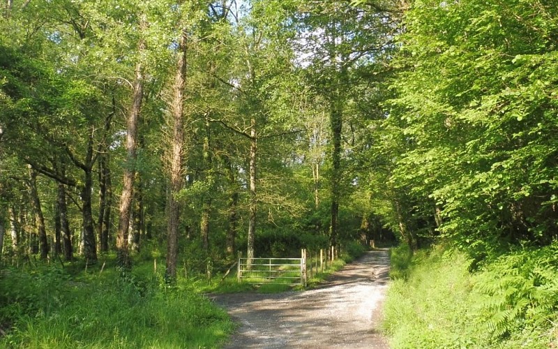 Forêt