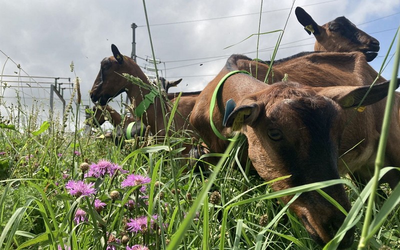 Chevrerie Mattinka 4