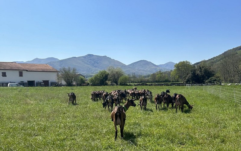 Chevrerie mattinka 5