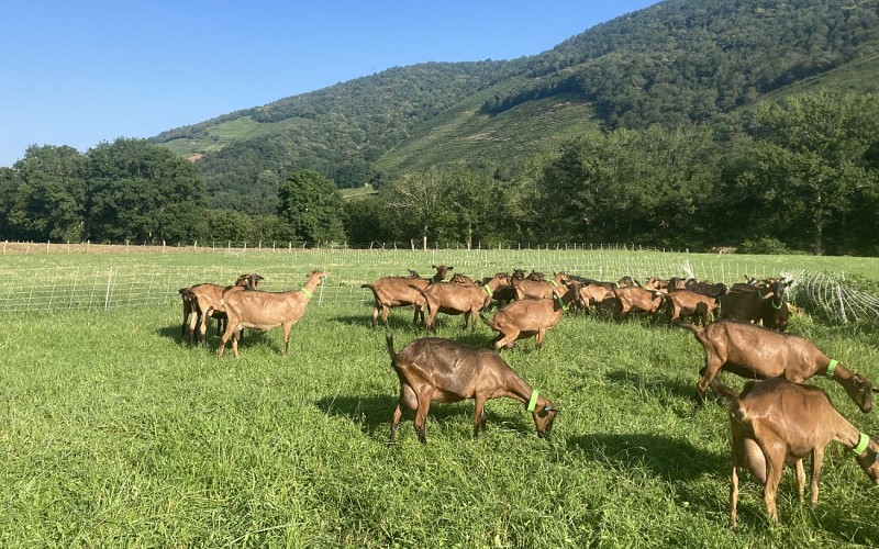 chevrerie Mattinka 2