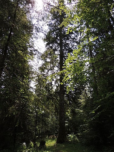 Ambiance forestière