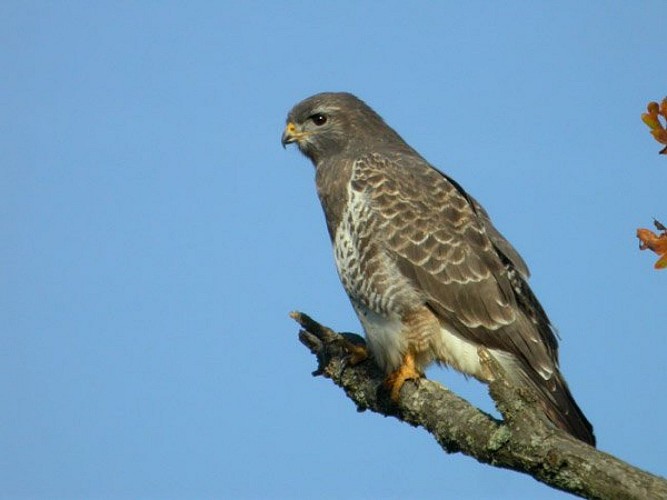 Buse variable