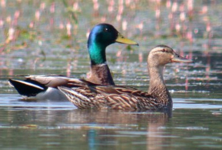 Couple de Canard colvert