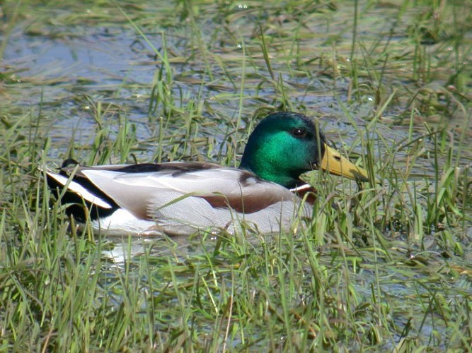 Male de Canard colvert