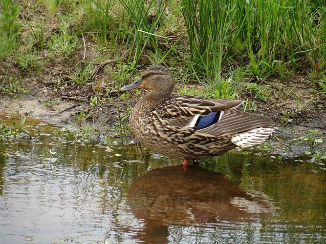 Femelle de Canard colvert