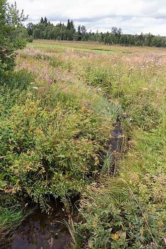 Streams snaking through the peat bog