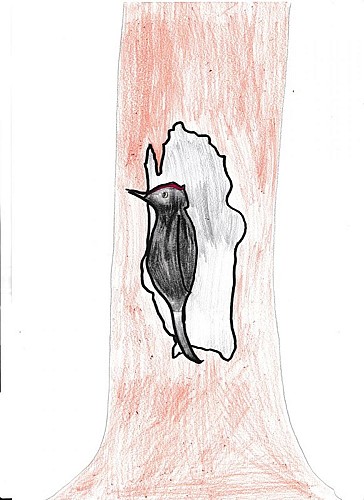 Les prédateurs de la fourmi