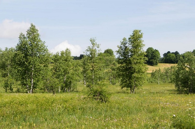 Tourbière de Fort-du-Plasne