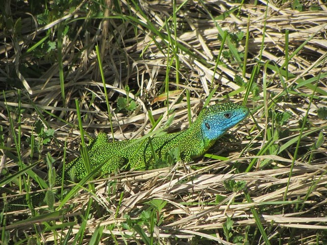 Lézard vert