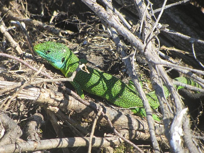 Lézard vert