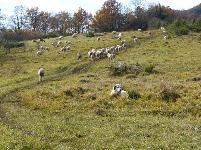 Patou et son troupeau de moutons