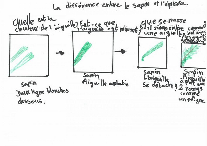 Les caractéristiques du sapin