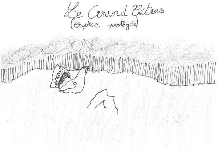 Le grand tétras est une espèce sensible au dérangement.