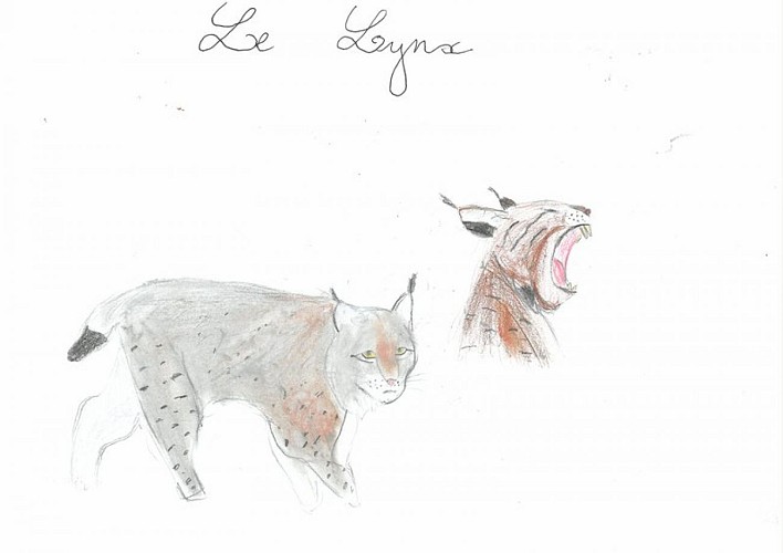 Le lynx est un animal discret.